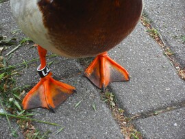 meggyürűzve