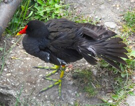 vizityúk