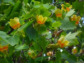 tulipánfa
