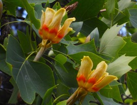 tulipánfa