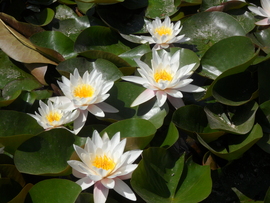 tavirózsa , Bikás park