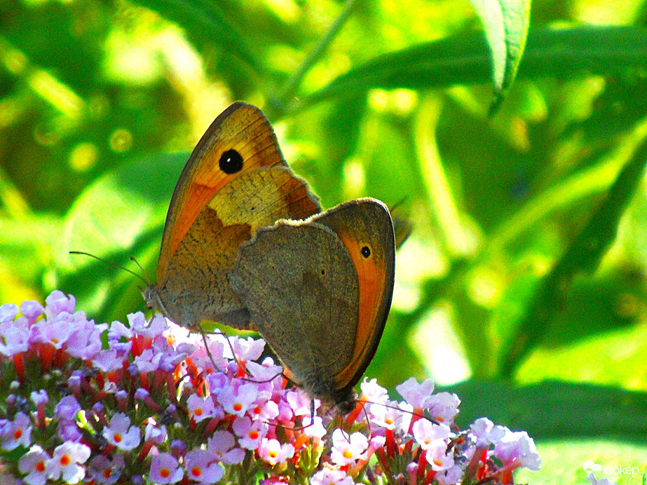 ökörszem lepkepár