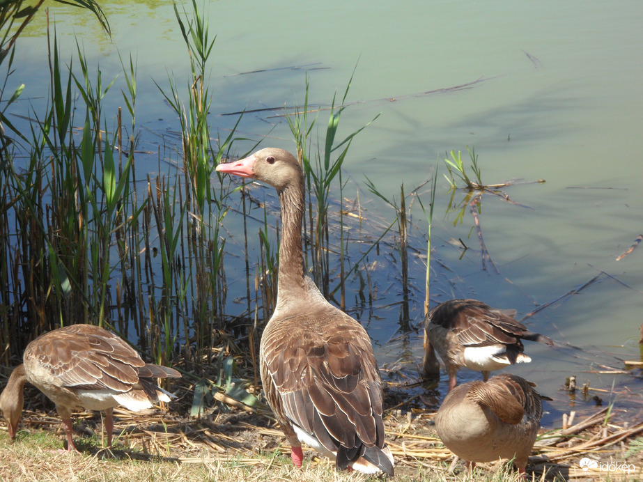 valibák a Sós- tavon