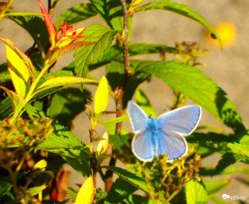 idén kevés a lepke