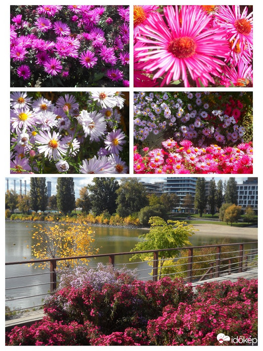 őszirózsák