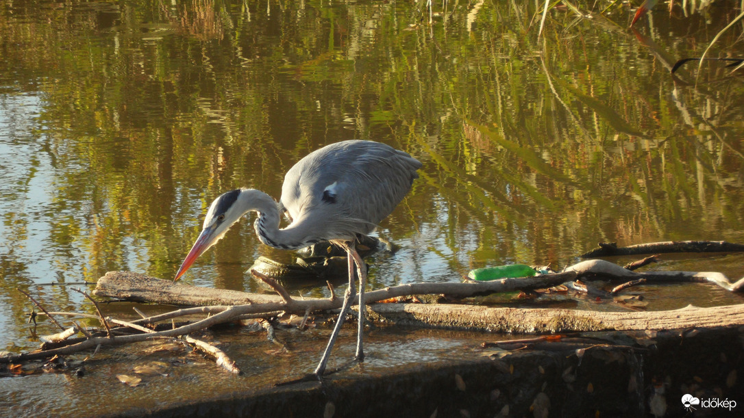egy kis soványka gém