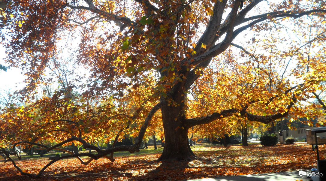 oreg tölgy Margitszigeten