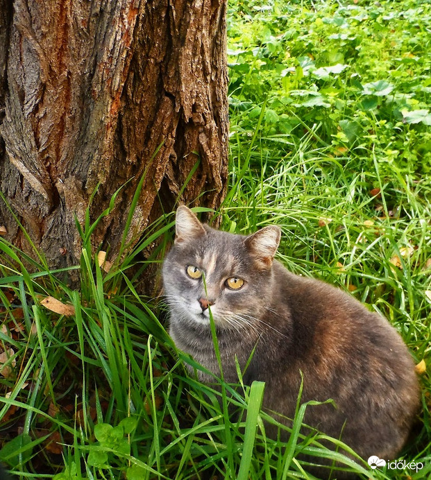 cica