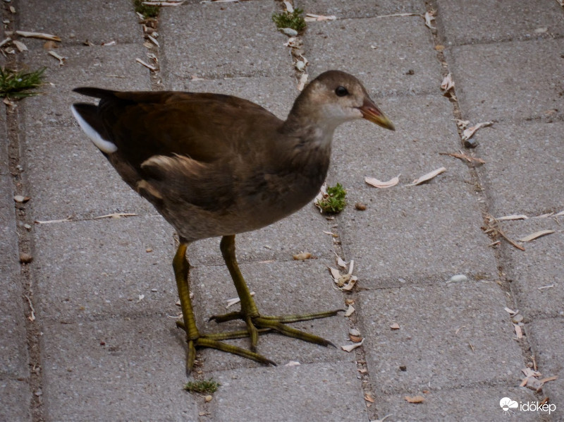 vizicsibe serdülőben 