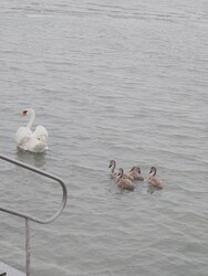 Siófok