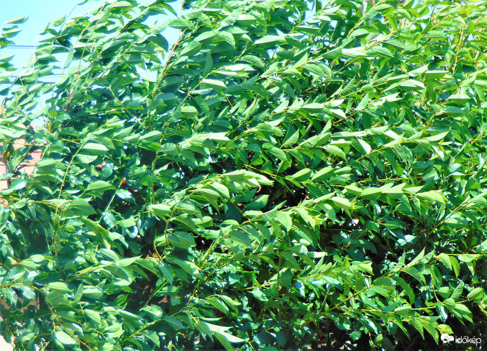 Hegyeshalom
