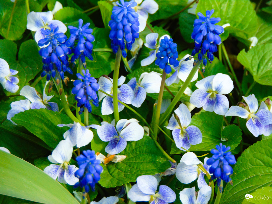 Ibolyák és gyöngyikék