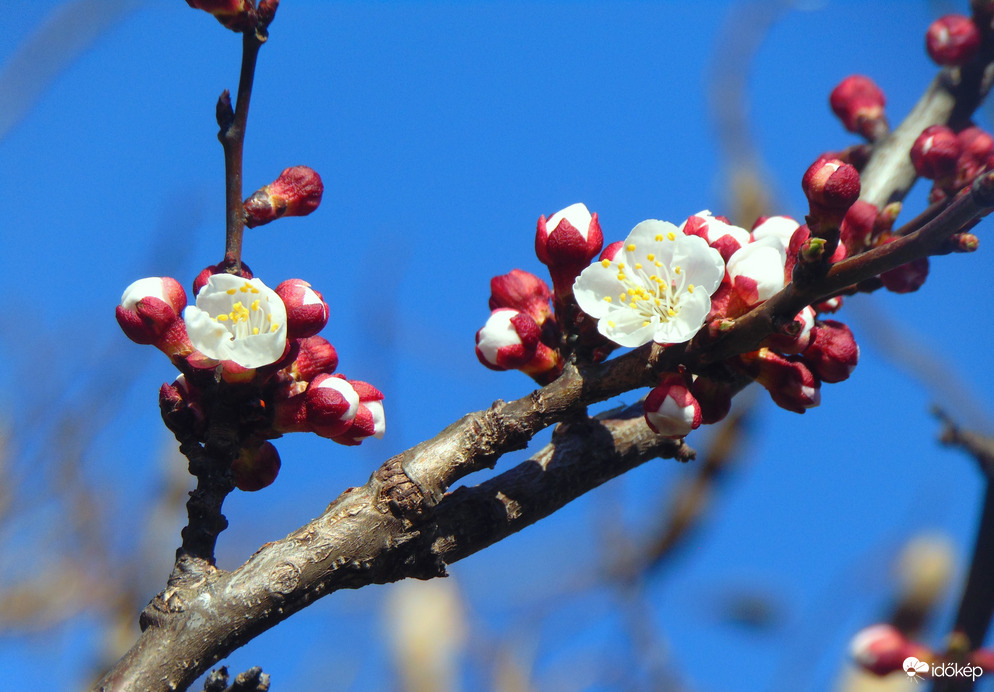 Nyílik a barackfa virága