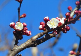 Nyílik a barackfa virága