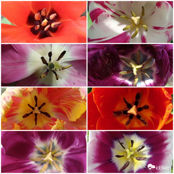 Tulipánok