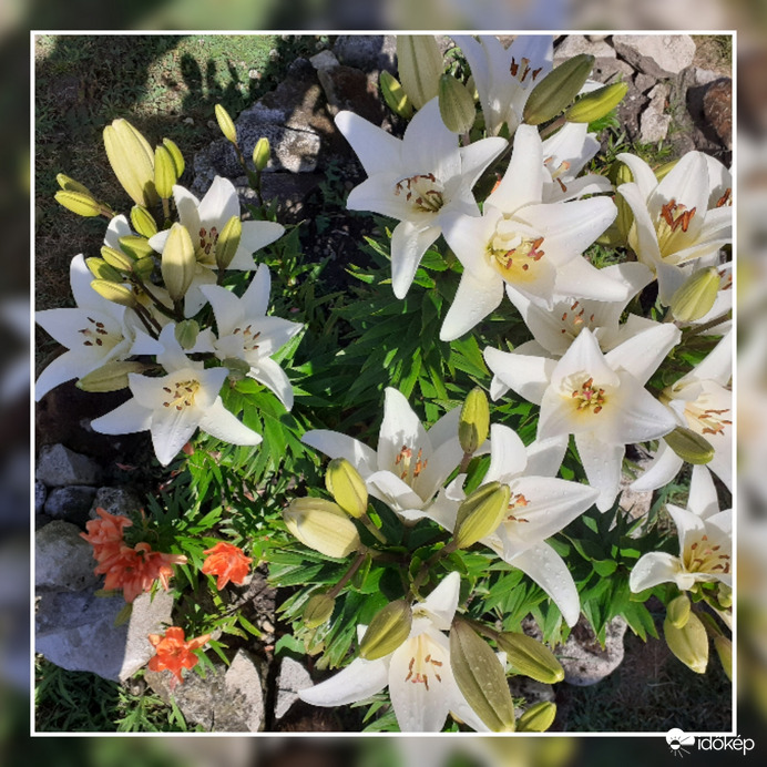 Liliom