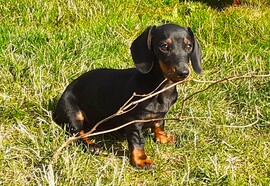 Rágcsálhatom