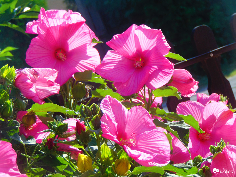 Mocsári hibiszkusz