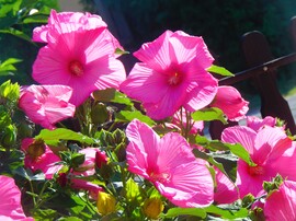Mocsári hibiszkusz