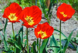 Tulipánok
