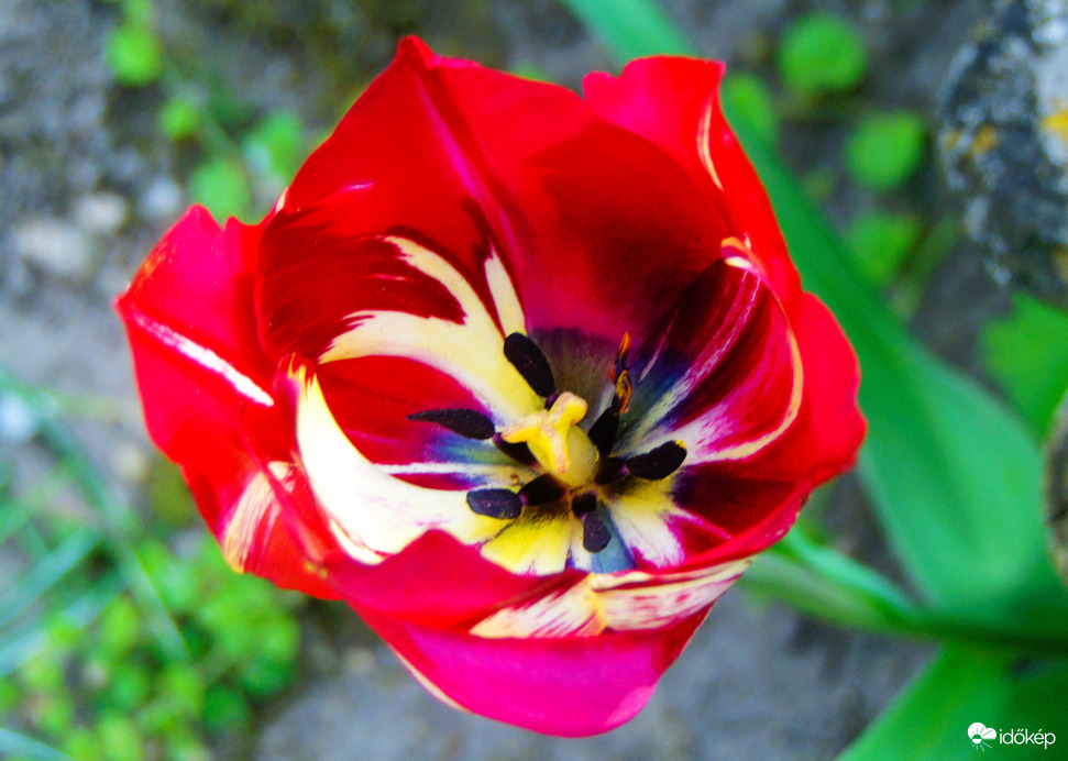 Új szín a kertemben