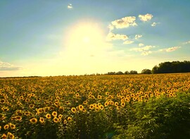 Napraforgók
