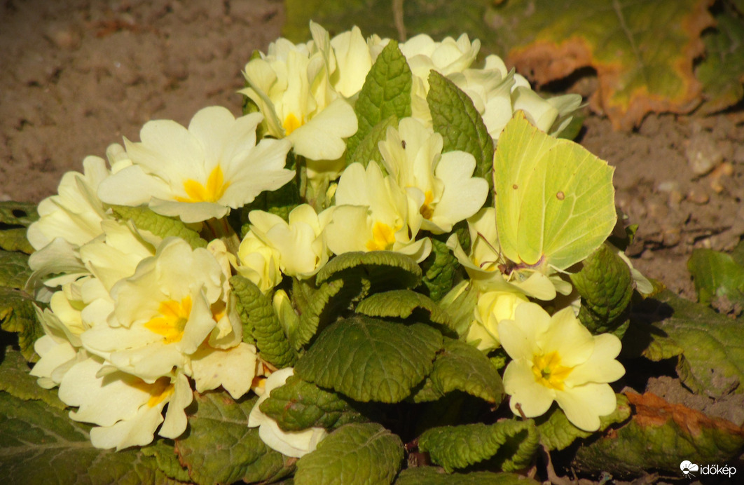 Primula citromlepkével
