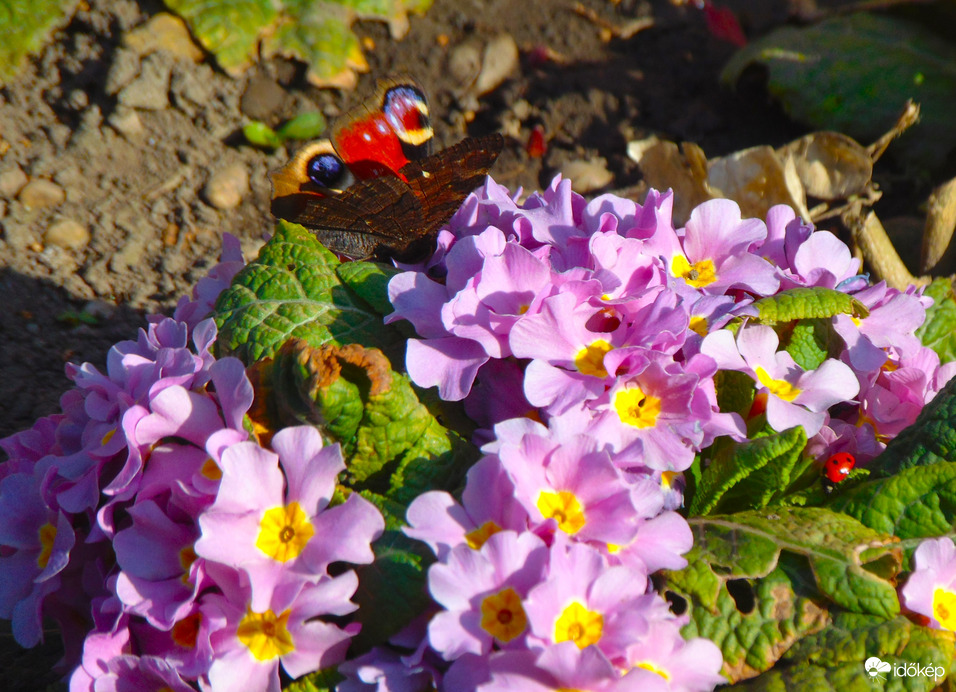 Primula lepkével katicával