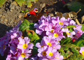 Primula lepkével katicával