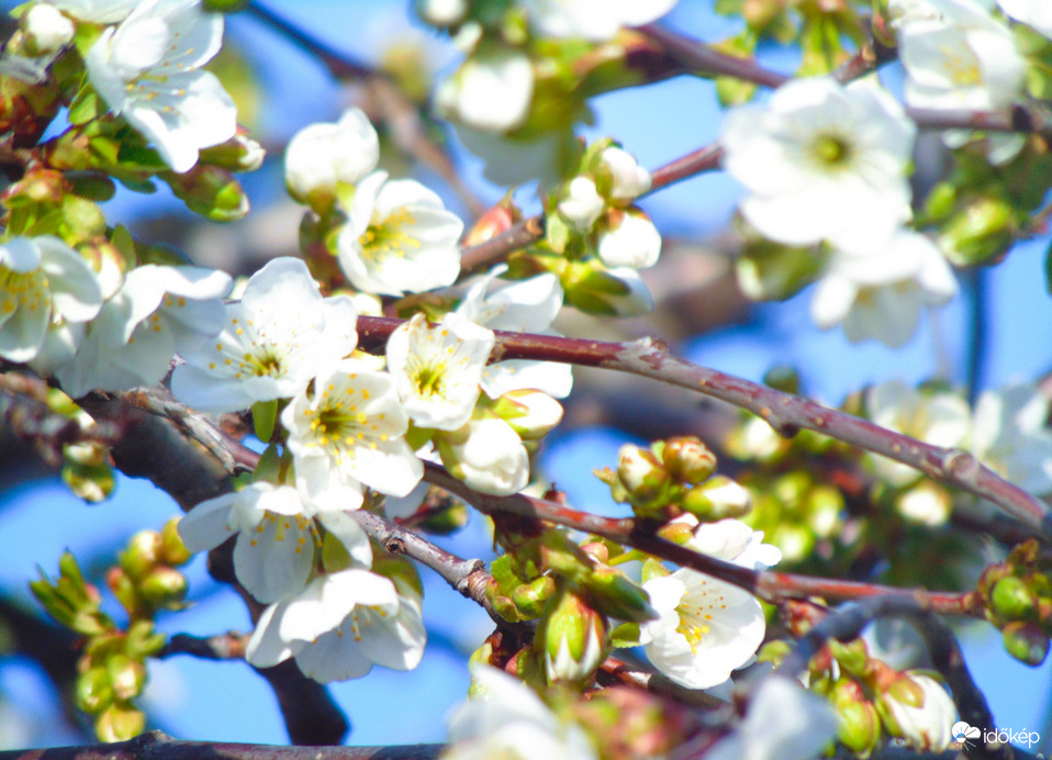 Meggyfa virágzik