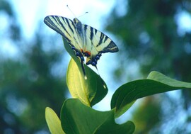 Pillangó