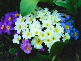 Primula