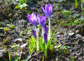 Krókusz