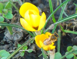 Megérkeztek a méhek