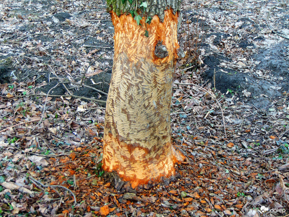 Pusztítás