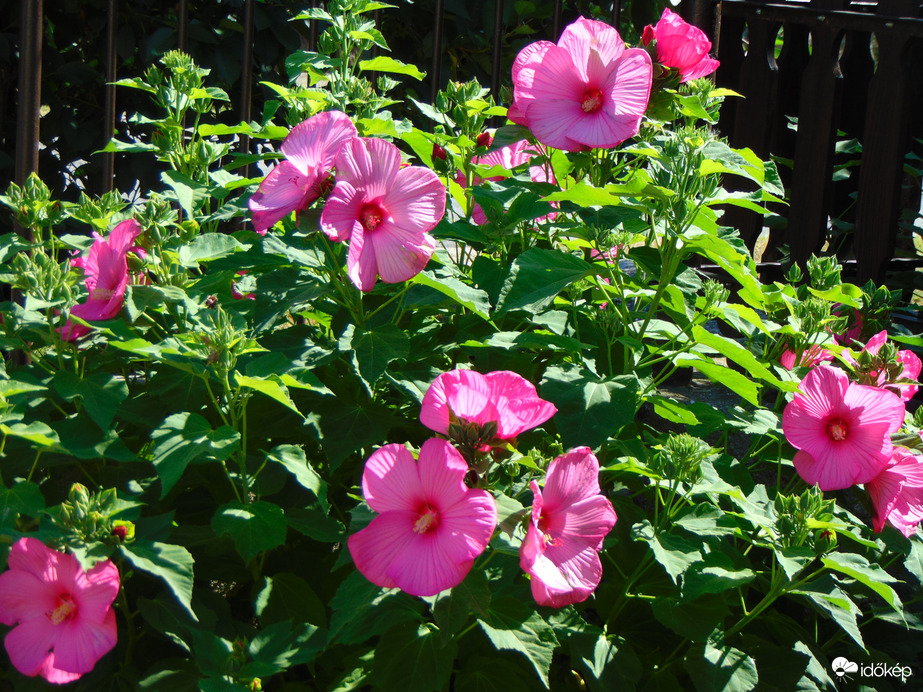Mocsári hibiszkusz