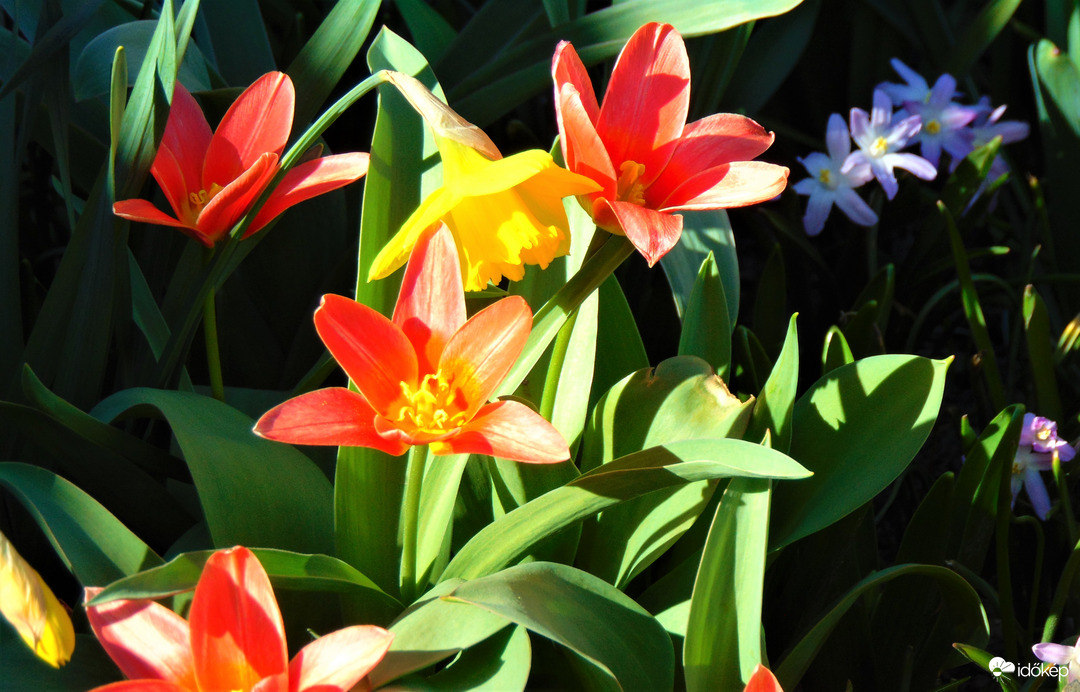 Tulipánok