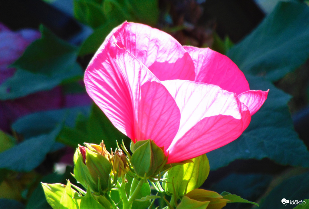Mocsári hibiszkusz