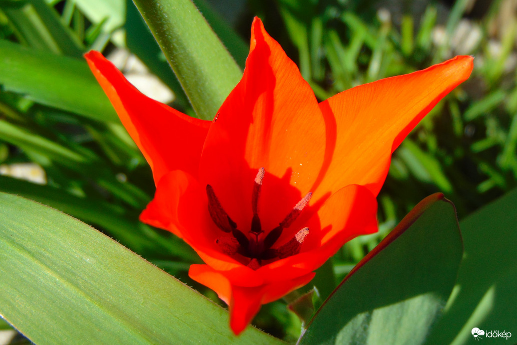 Tulipán