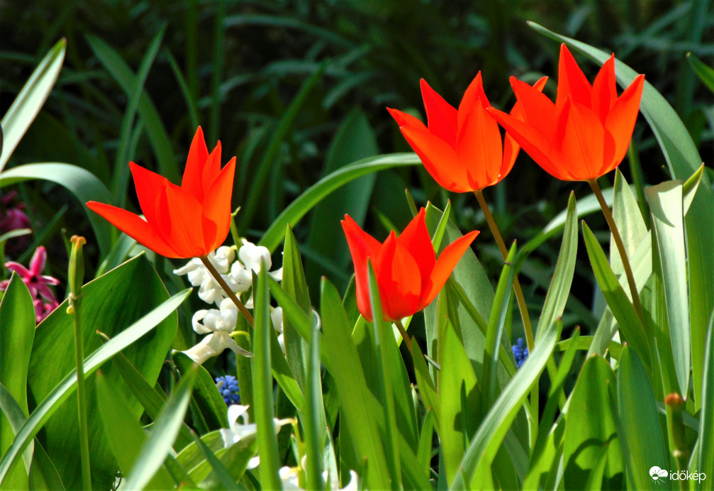 Piros tulipán