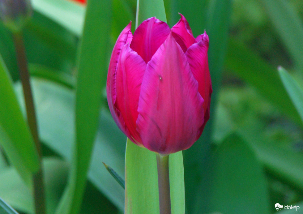 Tulipán