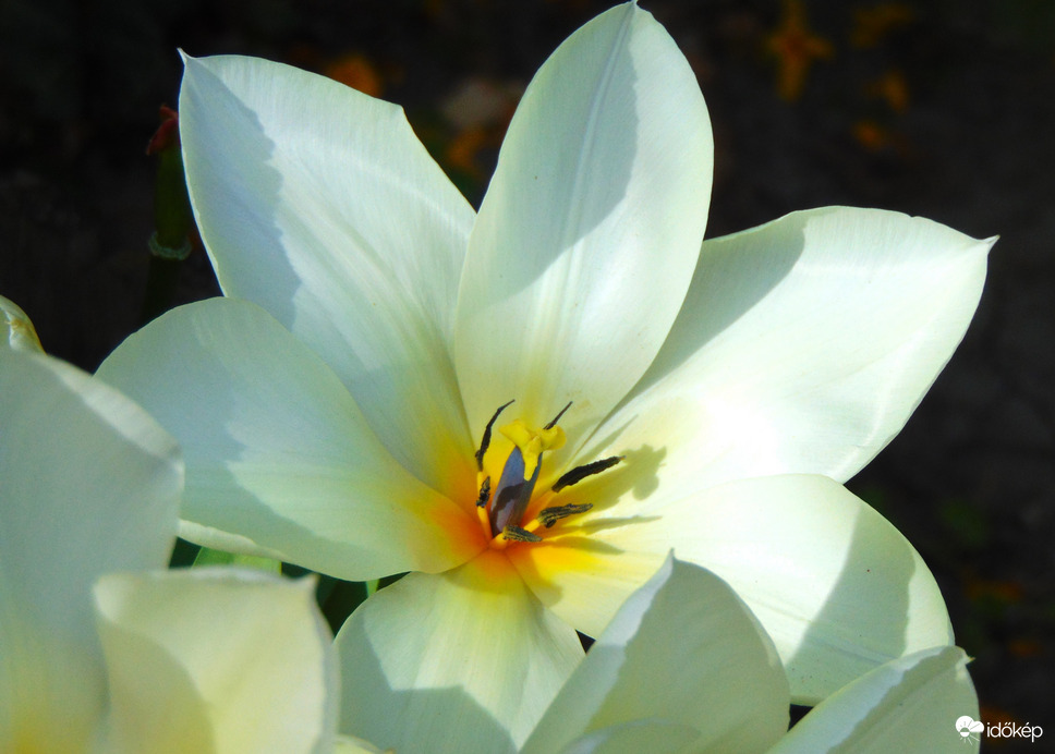 Tulipán