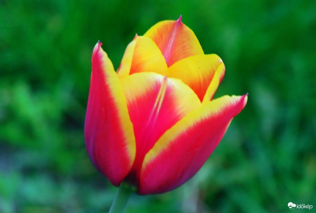 Tulipán
