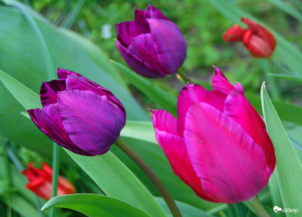 Tulipán