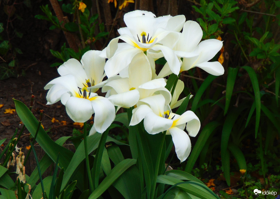 Szél cibálta tulipán