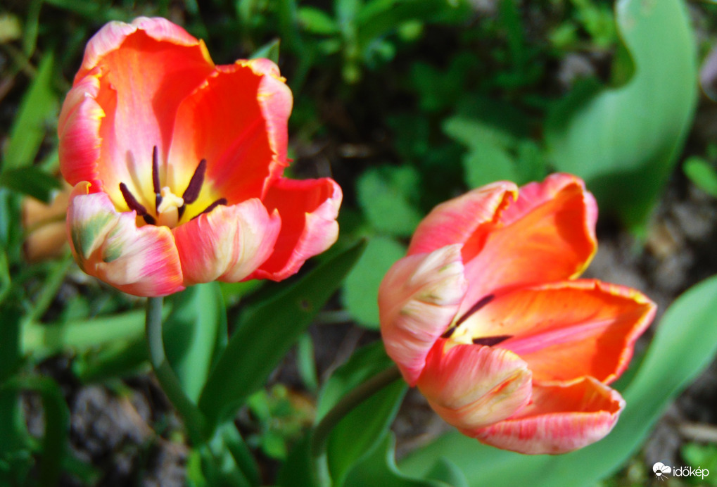 Papagáj tulipán