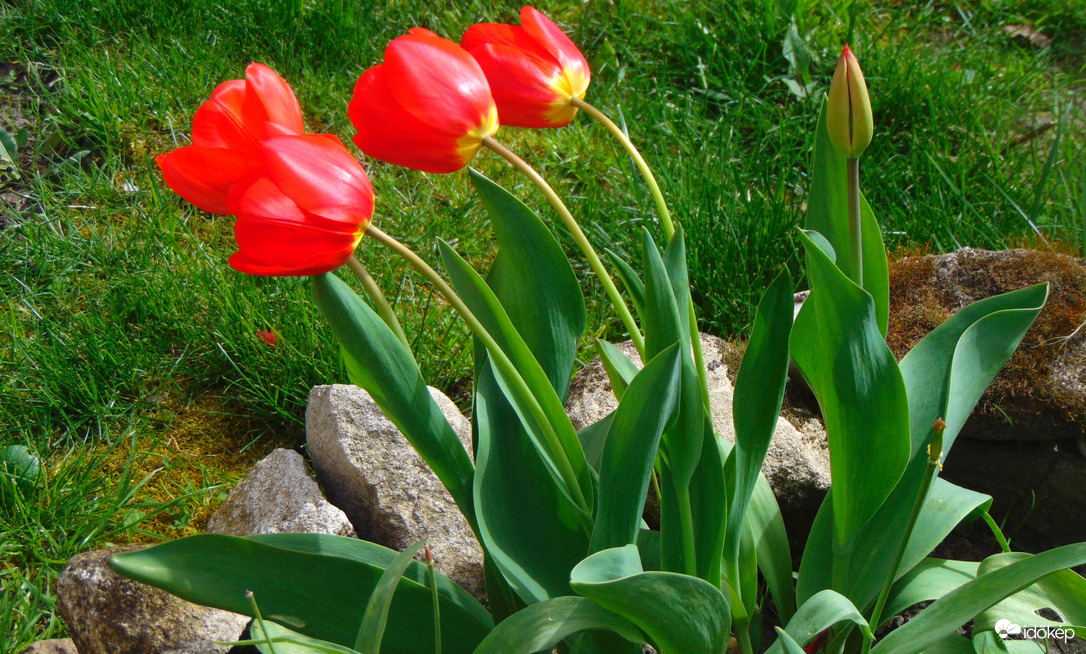 Hajladozó tulipánok a szélben