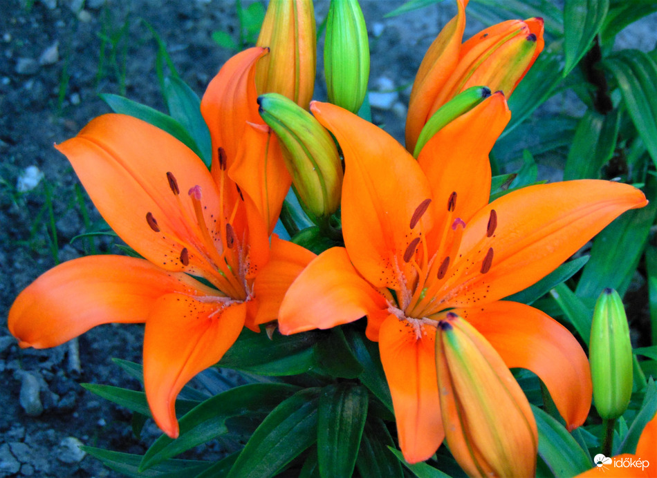 Liliom