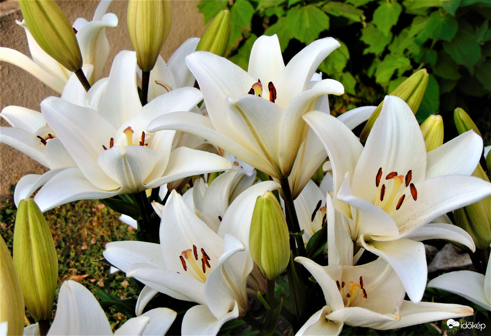 Liliom