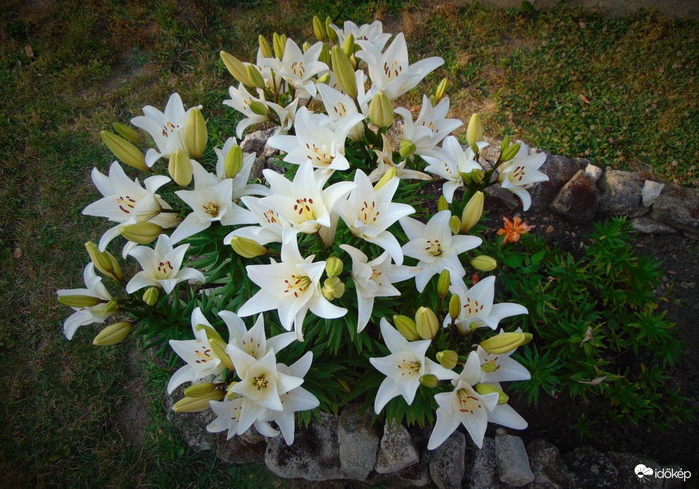 Liliom
